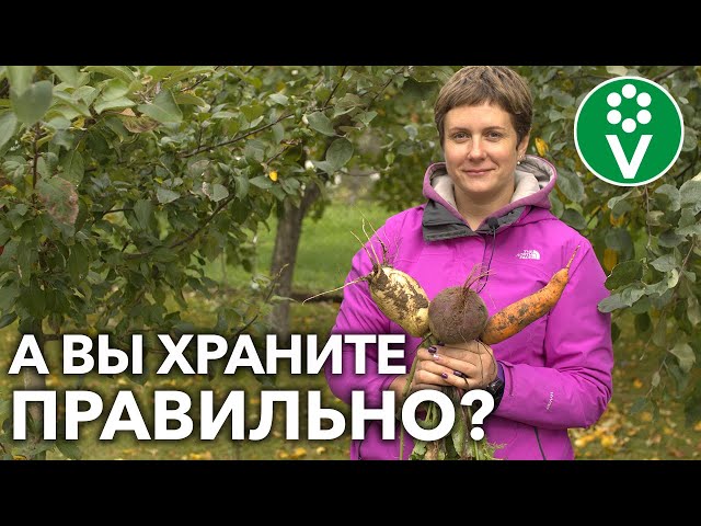 Как не потерять урожай корнеплодов?! При правильной уборке и хранении!