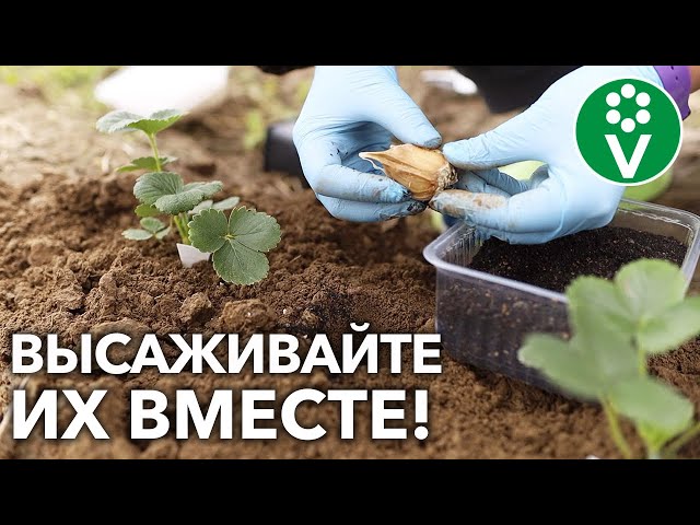 Чеснок и клубнику сажайте рядом - и результат вас удивит! Плюсы совместной посадки