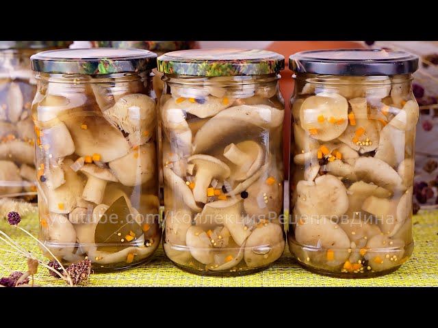 Маринованные лесные грибы Рядовка дымчатая или Говорушка дымчато-серая на зиму