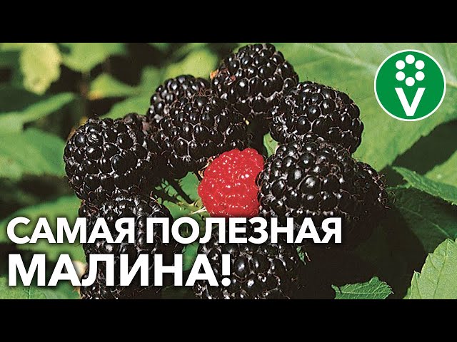 Обязательно посадите черную малину! И море ягод подарит, и здоровье укрепит!