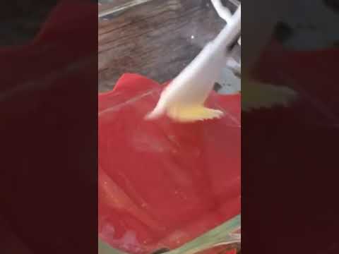 Домашняя пахлава к чаю. Вкуснейшая восточная сладость быстро