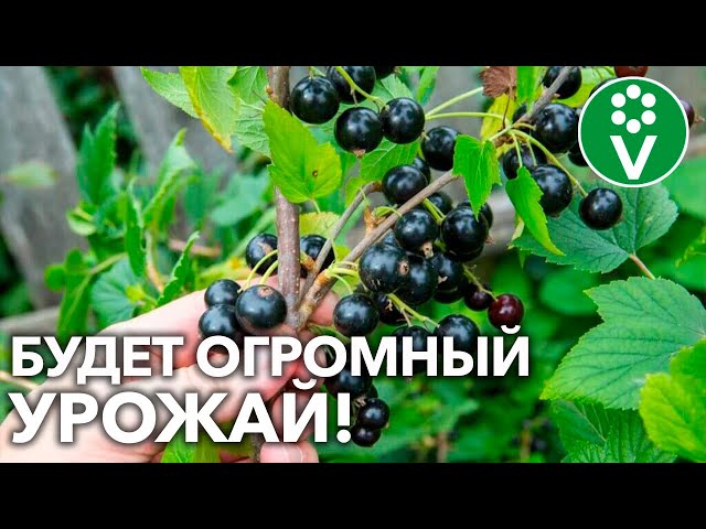 Правильная посадка черной смородины гарантирует обилие урожая!