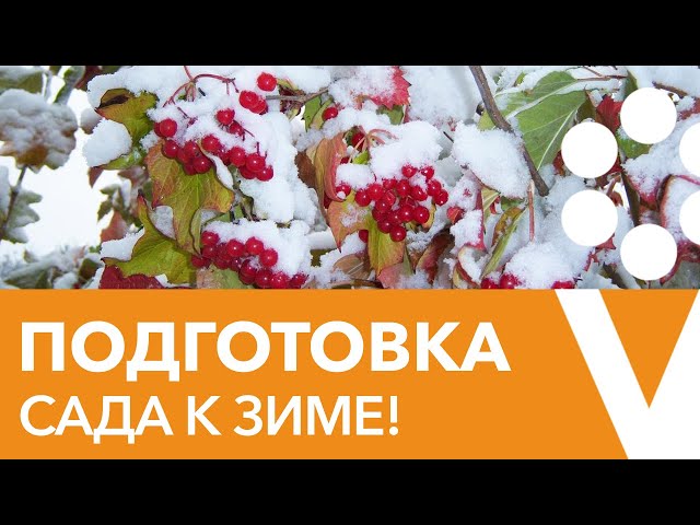 Ответы на все вопросы о подготовке плодовых деревьев и кустарников к зиме
