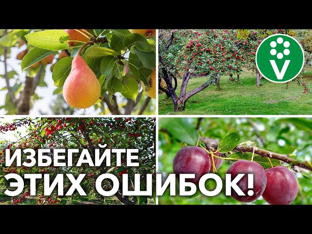 Соседи по саду - какие растения не дружат между собой? Что с чем нельзя сажать рядом?!