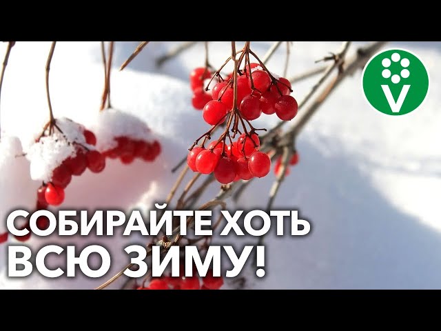 Калина красная: как заготовить и применять этот целебный дар природы?