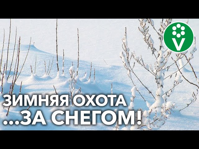 Больше снега - лучше урожай! Как собрать и удержать драгоценную влагу в вашей почве?