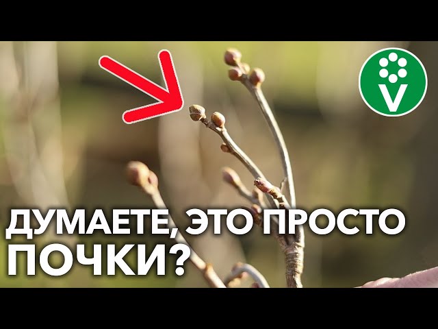 С почковым клещом на смородине вы справитесь благодаря этим советам!