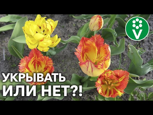 Если замерзнут, цветения не будет! Какие луковичные надо укрыть на зиму и почему?