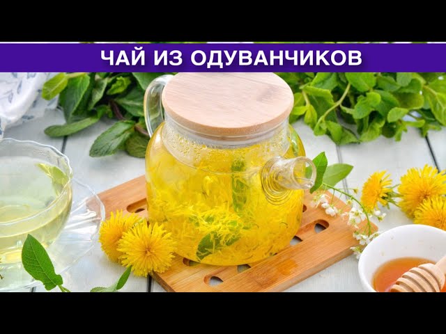 Как приготовить чай из одуванчиков? Вкусный полезный необычный ароматный напиток в домашних условиях